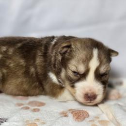 Roselle - Red and white female Siberian Husky puppy in Buckeye, Arizona from Anime Huskies