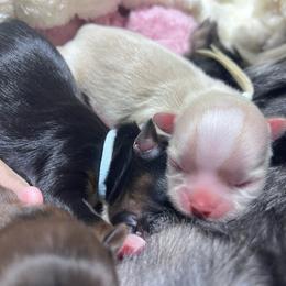 Ziva - Cream and white female Shih Tzu puppy in Sacramento, California from NANA’S  QUALITY SHIH TZU'S