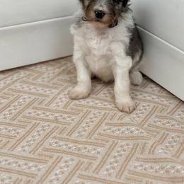 Ice Cream - Brown - Tri-color male Bernedoodle puppy in Charleston, South Carolina from Palm Belle Doodles