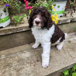 Poodle Puppies from Joyful Paw Poodles