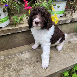 Poodle Puppies from Joyful Paw Poodles