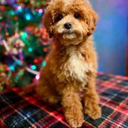 Ginger spice - Red female Cockapoo puppy in Rockton, Illinois from Dream Doodles and Cockapoos