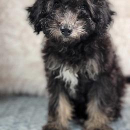 Van - Aussiedoodle