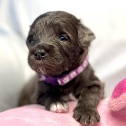 Girl 3 - Black female Goldendoodle puppy in Frederick, Maryland from Loving Doodles