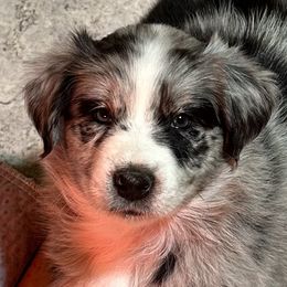 Armani - Blue merle Australian Shepherd puppy in Monroe, North Carolina from Dreamland Aussies & Poodles