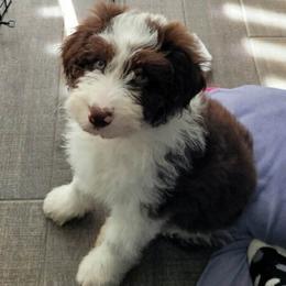 Aussiedoodles, Australian Shepherds, and Pembroke Welsh Corgis from Holly Ridge Aussies, Aussiedoodles & Corgis