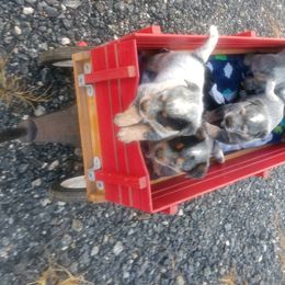 Australian Cattle Dog Puppies from Cindy McKinney's Australian Cattle Dogs
