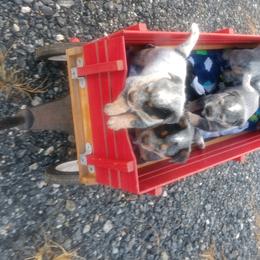 Australian Cattle Dog Puppies from Cindy McKinney's Australian Cattle Dogs