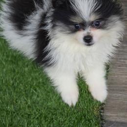 AKC Milo - Tri-colored male Pomeranian puppy in Albany, Indiana from Hatz Off Puppies