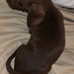 Dachshunds from Serendipity Farms