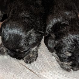 Miniature Schnauzers from Deb Remlinger's Miniature Schnauzers