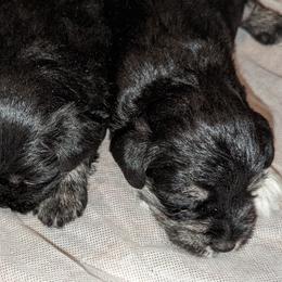 Miniature Schnauzers from Deb Remlinger's Miniature Schnauzers
