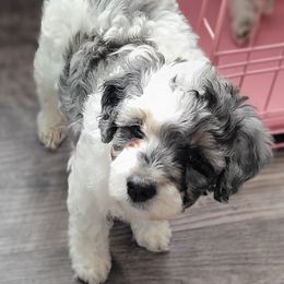 Red collar - Blue merle female Bernedoodle puppy in Wallace, Michigan from Daisy's Doodles