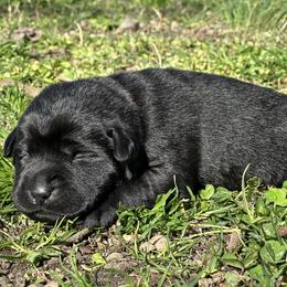 Girl 2 - female Labrador Retriever puppy in Little Rock, Arkansas from Charcoal And Silver Labs