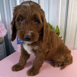 Goldendoodle and Poodle Puppies from Northern Heart Standards