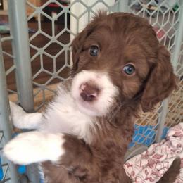 Augustus - Brown and white male Aussiedoodle puppy in Grand Saline, Texas from Aussies Acre