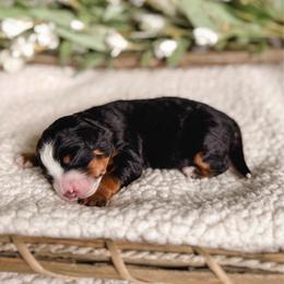 Lily - Tri-color female Bernedoodle puppy in Ammon, Idaho from Little Stone Bernedoodles