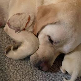 Labrador Retriever Puppies from Pea Ridge Labradors