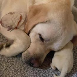 Labrador Retriever Puppies from Pea Ridge Labradors