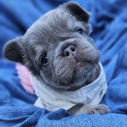 Sweet D - Blue fawn female French Bulldog puppy in High Ridge, Missouri from St Louis Frenchies