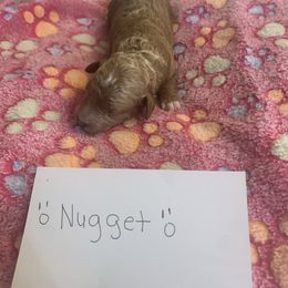 Nugget - Apricot male Cavapoo puppy in Raytown, Missouri from Ginger Doodle Babies