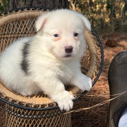 Bluie Mismark AKC - Blue male Pembroke Welsh Corgi puppy in Nashville, Arkansas from Whisenhunt Farms