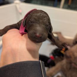 Laurel - Chocolate female Australian Labradoodle puppy in Sturbridge, Massachusetts from Pawlite Best Friends