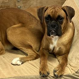 Boxers from C&J European Boxers