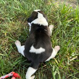 Peach - Black white and tan female Beagle puppy in Sacramento, California from Alton Beagles