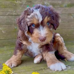 Piper's Red Merle Boy - Red merle male Aussiedoodle puppy in Burkesville, Kentucky from Bline’s Awesome Aussies & Doxies at the Bline Family Farm