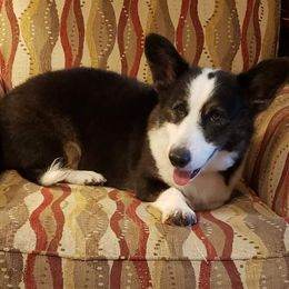 Goku - Cardigan Welsh Corgi