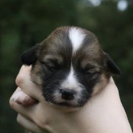 Maple (Fluffy) - Sable and white female American Corgi puppy in Fayetteville, Arkansas from Intergalactic Corgis