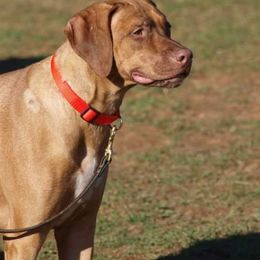 Rhodesian Ridgeback All Grown Up from Indaba Ridgebacks