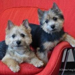 Norfolk Terrier and Norwich Terrier Puppies from Infinity Kennels