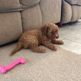 Red Boy - Red male Cavapoo puppy in Sugarcreek, Ohio from True Hearted Doodles