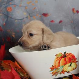 Benton - Cream male Dachshund puppy in Pace, Florida from Shoebox Doxie’s