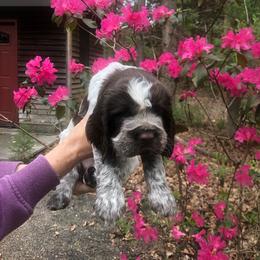 Sunny - Liver and white English Springer Spaniel puppy in Egg Harbor, New Jersey from Whispering Cedars Springer Spaniels NJ