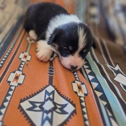 Brown collar - Black and tan female Pembroke Welsh Corgi puppy in Fallon, Nevada from Fuzzy Butt Corgies