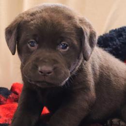 Eggnog - Chocolate male Labrador Retriever puppy in Camden, Indiana from Camden's Caring Canines
