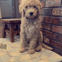 Goldendoodle Puppies from The Bruce Farm
