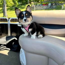 American Corgi and Pembroke Welsh Corgi Puppies from Tambali Corgis