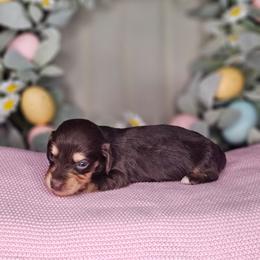 Girl 3 - Chocolate and cream female Dachshund puppy in Rancho Cucamonga, California from Pretty Little Dachshunds