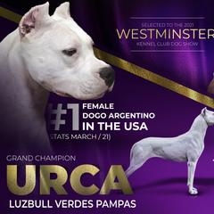 Urca - Dogo Argentino