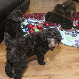 Poodle Puppies from RK'S Pets