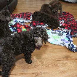 Poodle Puppies from RK'S Pets