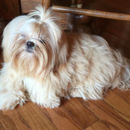 Maltese, Poodles, Shih Tzus, and Yorkshire Terriers from Deborah Richards yorkies