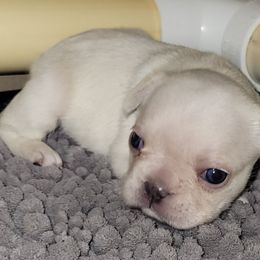 Daisy - Cream female French Bulldog puppy in Ardmore, Oklahoma from Big Ox Bulldogs
