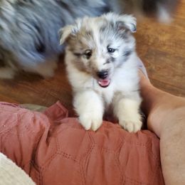 Shetland Sheepdog Puppies from Hawks Acres Shetland Sheepdogs