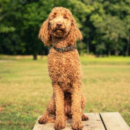 Stella - Goldendoodle