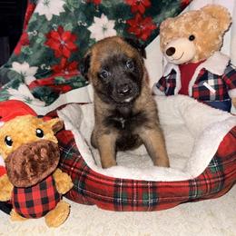 Blue Collar - Fawn male Belgian Malinois puppy in Trenton, Georgia from Laeknir K9